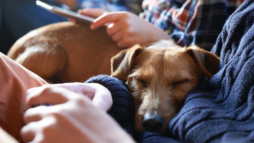 How long is a store dog usually in heat